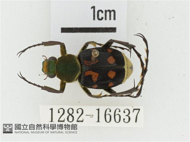 黃肩長腳花金龜藏品圖，第1張