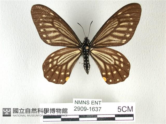 黃星斑鳳蝶藏品圖，第1張
