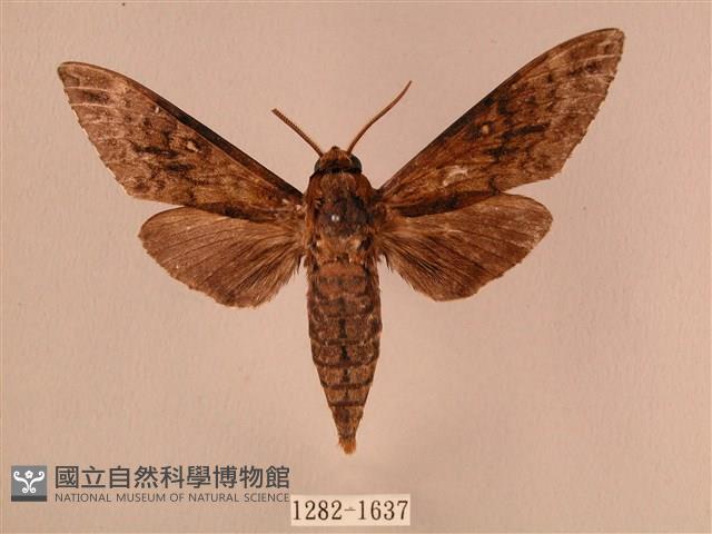 白星天蛾藏品圖，第1張