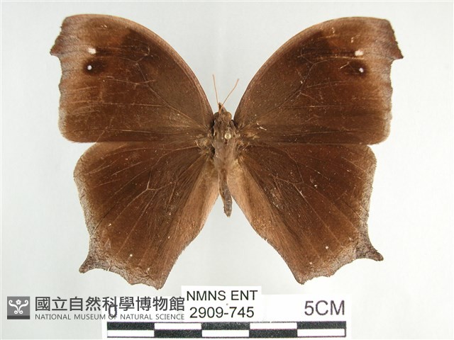 森林暮眼蝶、黑樹蔭蝶藏品圖，第1張