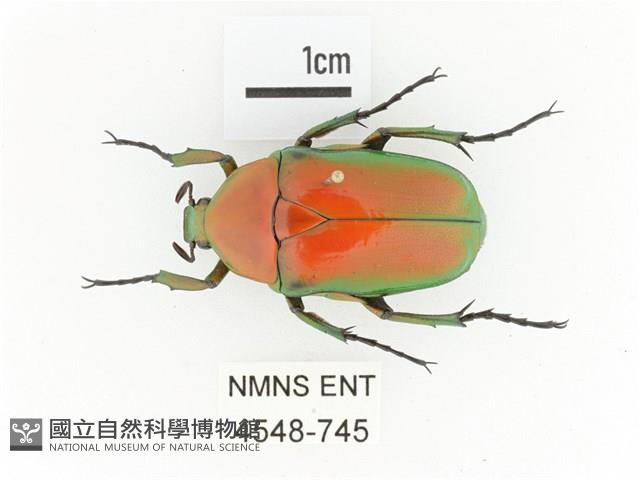 金艷騷金龜藏品圖，第1張