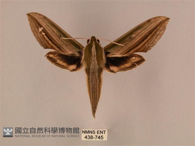 棕綠背線天蛾藏品圖，第1張