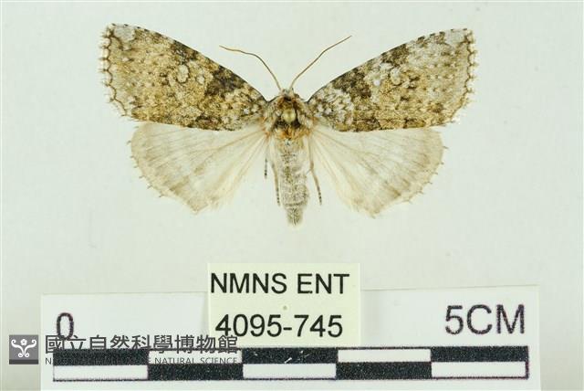 臺灣銀斑異波紋蛾藏品圖，第1張