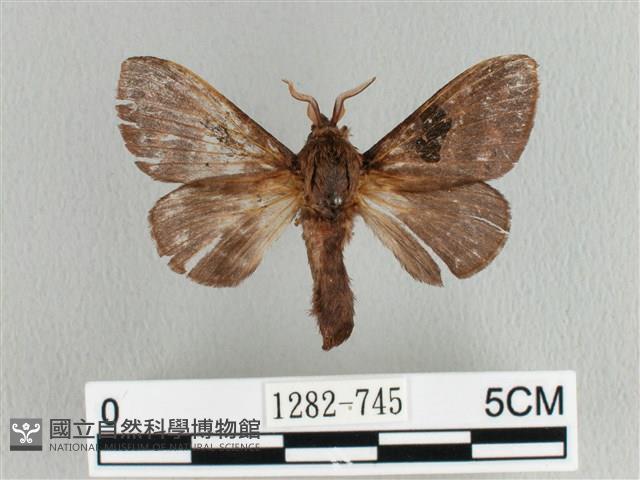 大斑Y毛蟲藏品圖，第1張