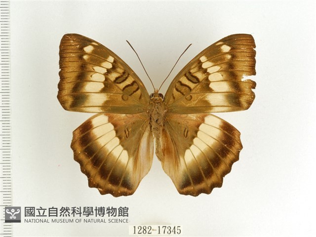 臺灣翠蛺蝶藏品圖，第1張