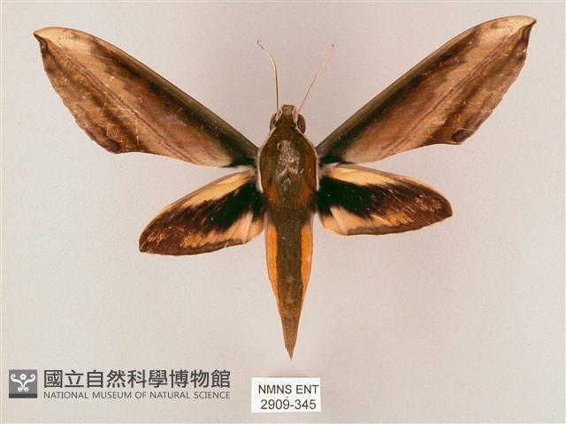 綠背斜紋天蛾藏品圖，第1張