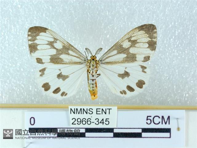 粉蝶燈蛾藏品圖，第1張