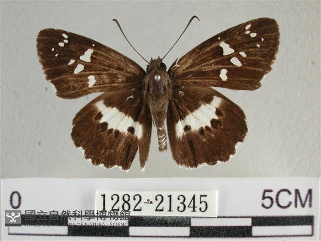 玉帶弄蝶藏品圖，第1張