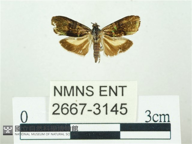 叉紋閃舞蛾藏品圖，第1張