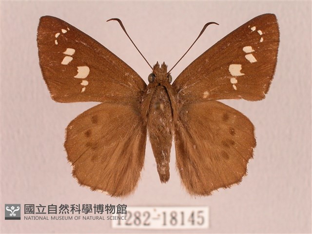 臺灣瑟弄蝶藏品圖，第1張