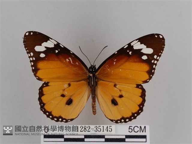樺斑蝶藏品圖，第1張