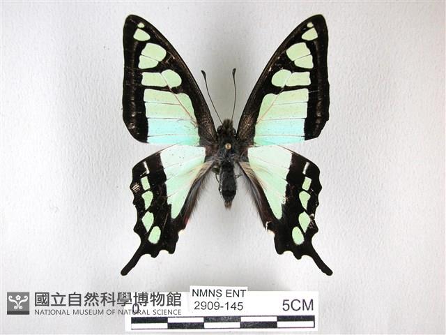 寬帶青鳳蝶藏品圖，第1張