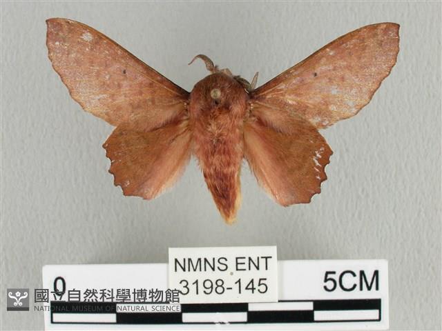 臺灣枯葉蛾藏品圖，第1張