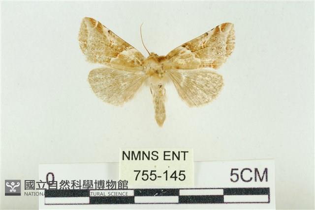 寬帶波紋蛾藏品圖，第1張