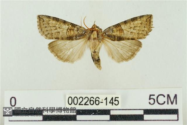 帶波紋蛾藏品圖，第1張