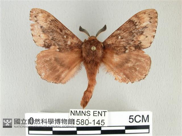 臺灣鋸紋枯葉蛾藏品圖，第1張