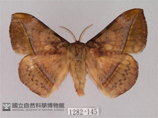 阿里山絨帶蛾藏品圖，第1張