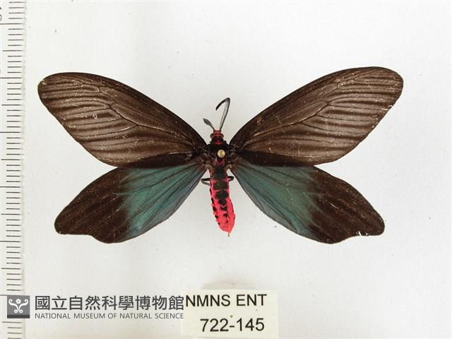 重陽木螢斑蛾藏品圖，第1張