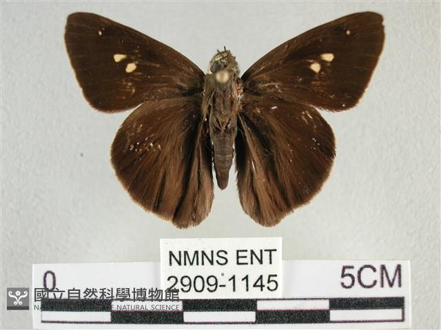 圓翅絨弄蝶藏品圖，第1張