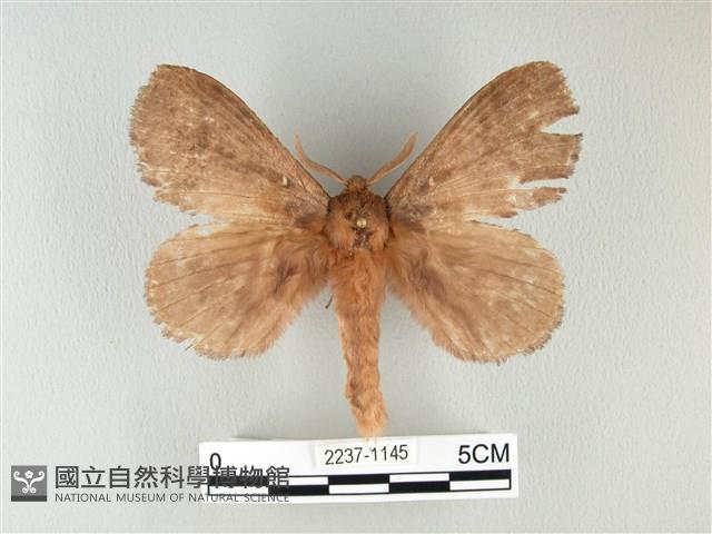 波紋枯葉蛾藏品圖，第1張