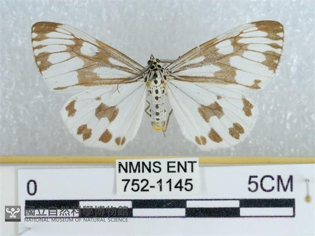 粉蝶燈蛾藏品圖，第1張