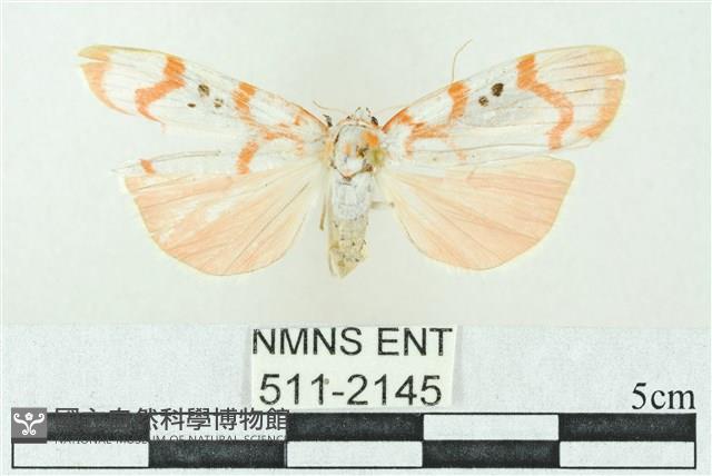 臺雪苔蛾藏品圖，第1張