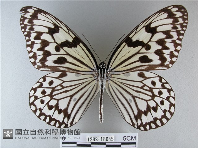 大白斑蝶藏品圖，第1張