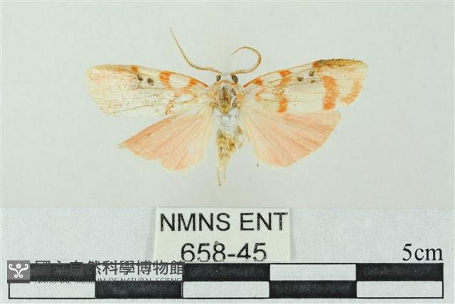 臺雪苔蛾藏品圖，第1張