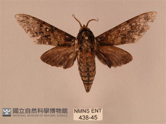 白星天蛾藏品圖，第1張