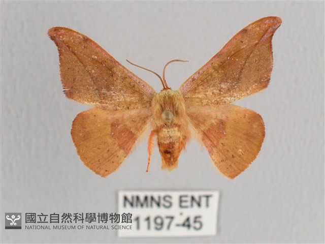 銀端帶鉤蛾藏品圖，第1張