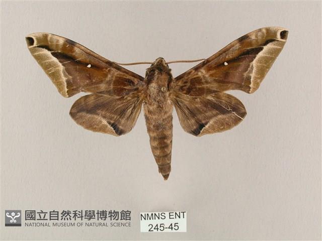 白點天蛾 藏品圖，第1張