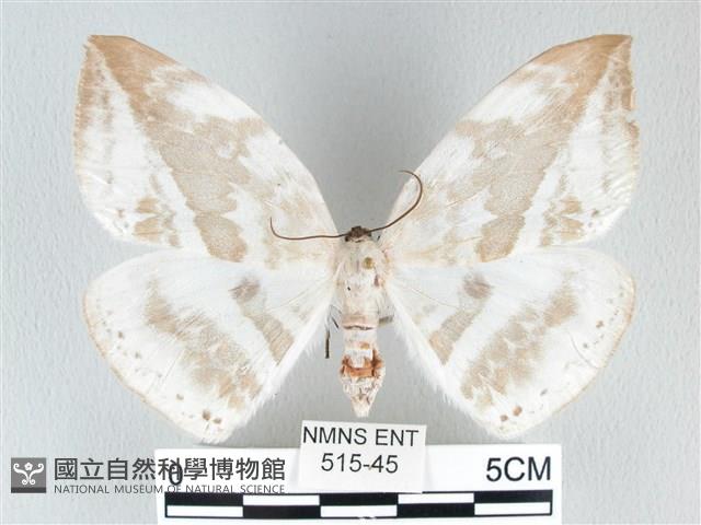 圓翅大鉤蛾藏品圖，第1張