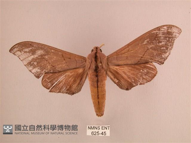 直翅六點天蛾藏品圖，第1張