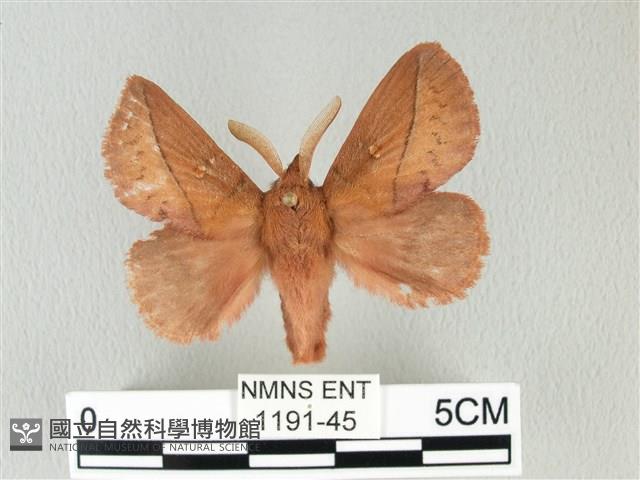 褐斜帶枯葉蛾藏品圖，第1張