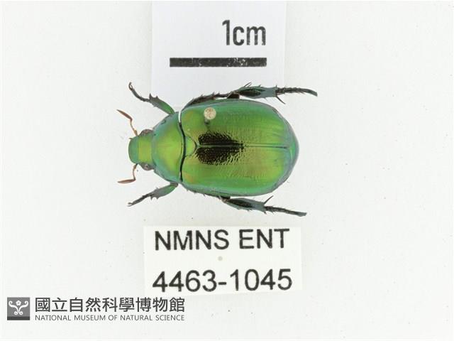 艷金龜藏品圖，第1張