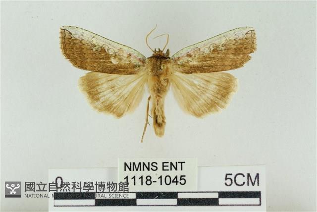 臺洒波紋蛾藏品圖，第1張