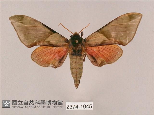 榆綠天蛾藏品圖，第1張