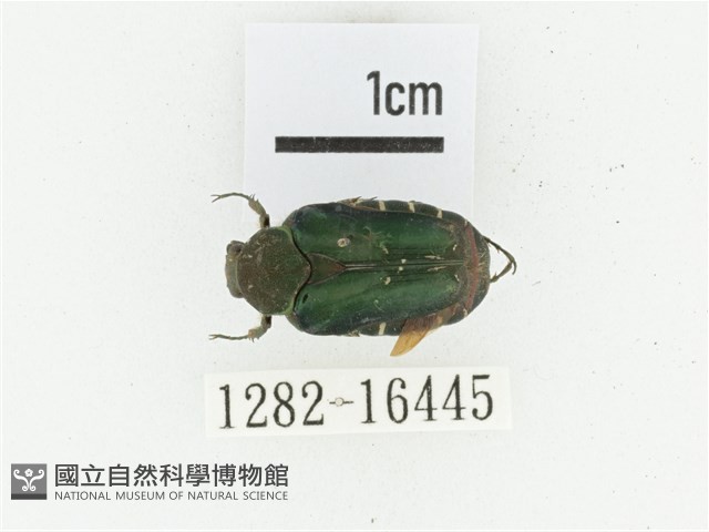 黑斑陷紋金龜藏品圖，第1張