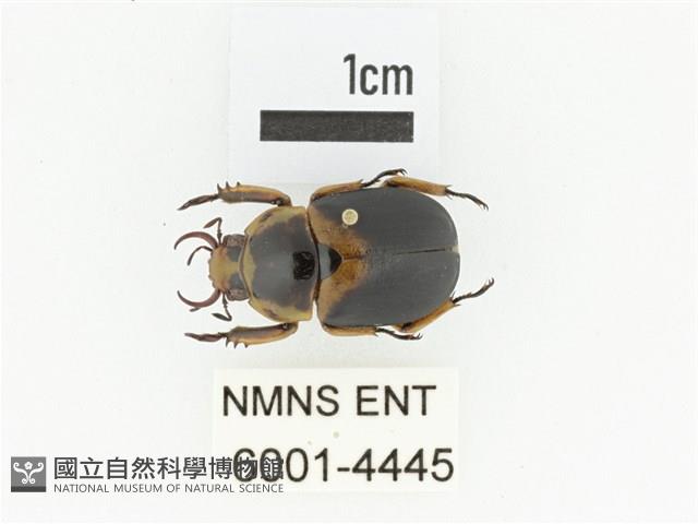 臺灣鍬形金龜藏品圖，第1張