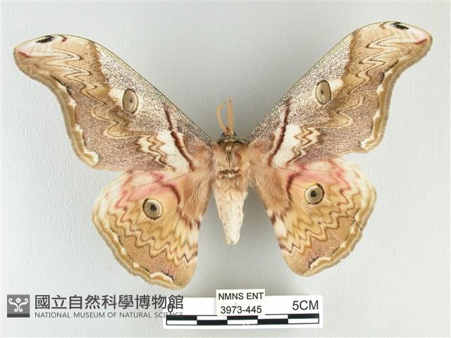 大綠目天蠶蛾藏品圖，第1張