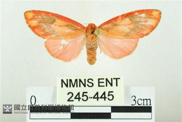 三色豔苔蛾藏品圖，第1張