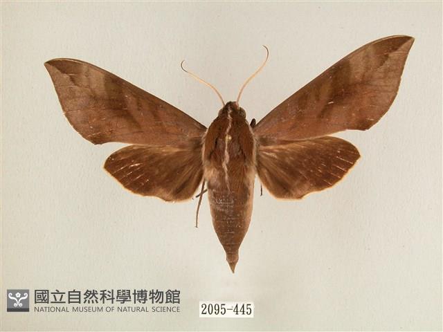 背中白天蛾藏品圖，第1張