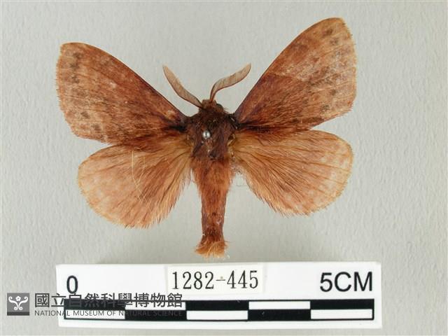 馬尾松枯葉蛾藏品圖，第1張