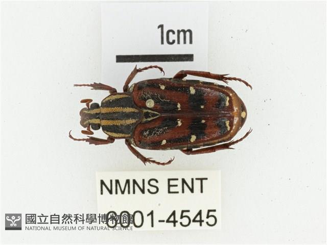 巴蘭陷紋金龜藏品圖，第1張