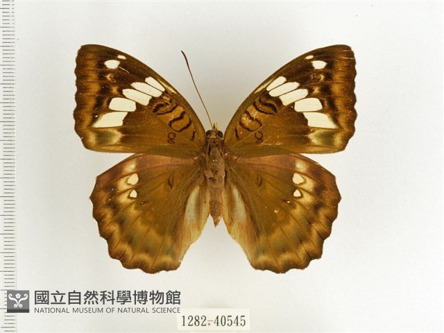 甲仙翠蛺蝶藏品圖，第1張