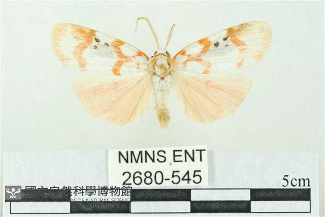 臺雪苔蛾藏品圖，第1張