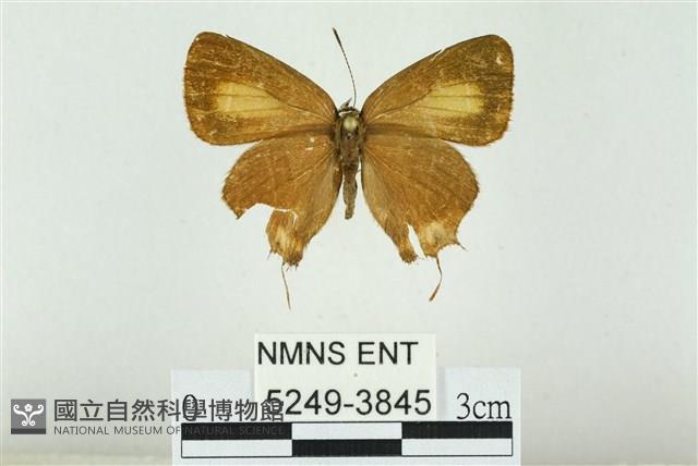 渡氏烏灰蝶藏品圖，第1張