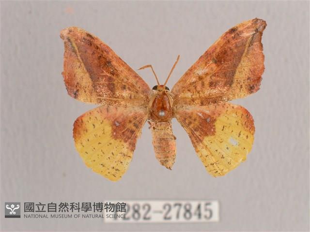 接骨木帶鉤蛾藏品圖，第1張