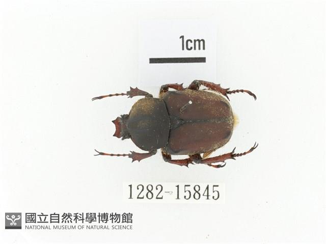 臺灣角金龜藏品圖，第1張