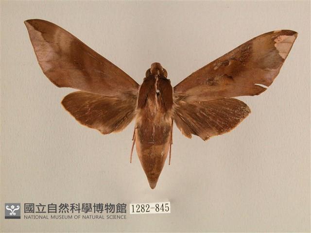 背中白天蛾藏品圖，第1張